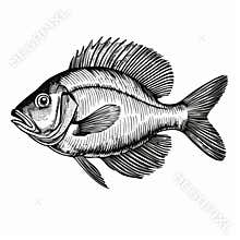 Engraving Style Fish Illustration: Bold Graphic Illustrations On A White Background