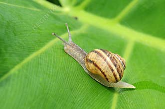 Snail