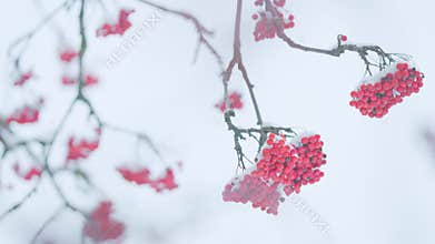 First Snow. Bunches Of Ripe Red Rowan Covered With Snow. Festive Winter Season.