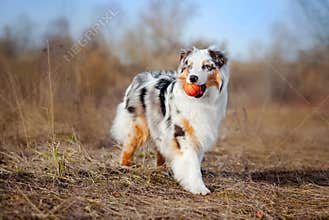 Beautiful Australian Shepherd walking
