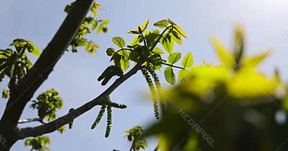 a flowering walnut tree in the spring season