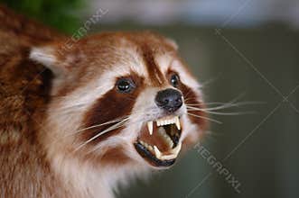 Candian Badger