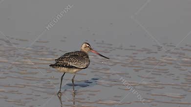 A Bar Tailed Godwit feeding at a high tide roosting site on its long migration