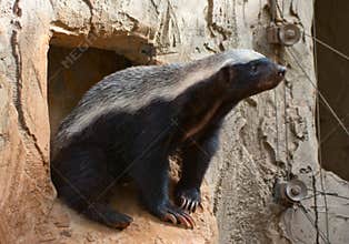 Honey badger