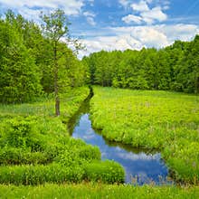 Brook and meadow and forest.