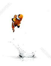 Jumping Clownfish