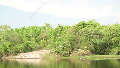Beautiful view of summer landscape with forest trees.