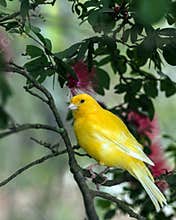 The yellow Canary, (Serinus canaria domestica