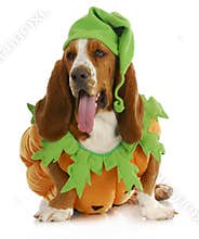 Halloween dog