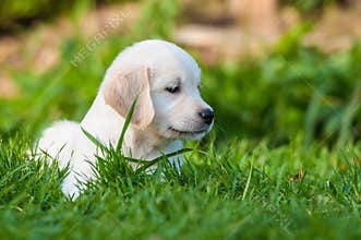 Puppy of Golden retriever
