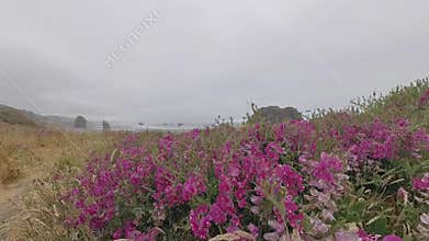 Pink Flowers on Meyers Beach