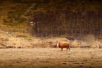 Cow in a field