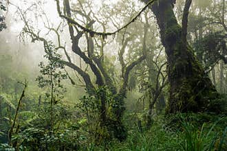 Growth of rain forests healing the planet Earth - ecosystem oxygen production