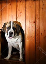 Beautiful St. Bernard dog