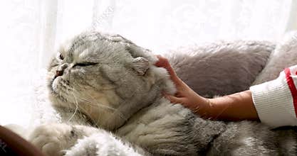 Fluffy pet Close-up muzzle happy domestic animal closed eyes stroked girl hand