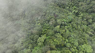 Tropical forests can increase humidity in air and absorb carbon dioxide.
