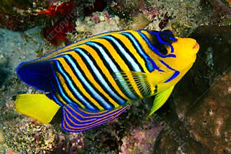 Royal angelfish