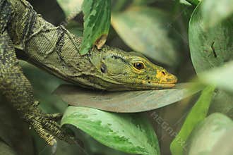 Gray monitor