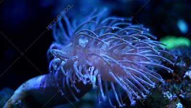leather coral capitulum move tentacle in current, popular pet absorb dissolved organic matter in actinic blue LED low light