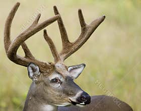 Buck Whitetail Deer