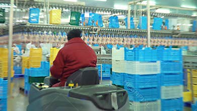 Production and processing of chicken meat. Conveyor line for processing and packaging of chicken broilers.