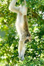 White-Handed Gibbon