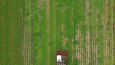 Harvester harvests mint or green spices. A field of mint, lemon balm, oregano or basil
