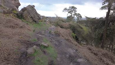 Pine woodland at The Roaches in the Peak District National Park