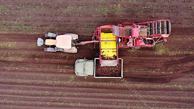 aerial view of harvesting sugar beets