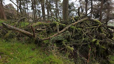 Woodland destination scenics at The Roaches in the Peak District National Park