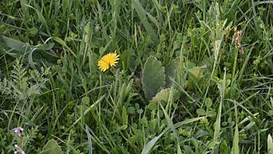 yellow flower on green grass