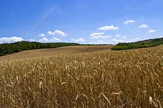 Field of wheat surrounded by forest strips, made in the summer, in the midday hours. In Hungary, in the village of Szirák.