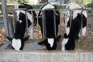 Cattleshed of barns