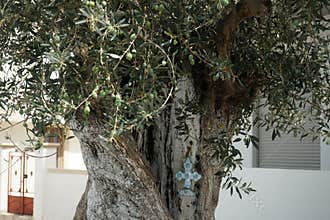 A painted decorative cross hangs on the trunk of an Olea europaea tree with fruits in August in Lardos. Rhodes Island, Greece