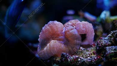 Lobophyllia polyp grow open on live rock, LPS lobed brain coral animal in strong flow, fluorescent pet for experienced aquarist,