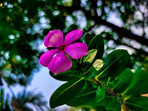 Lavender Luminance: A Vivid Exploration of a Purple Blossom Adorning the Verdant Greenery.