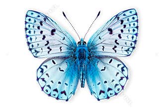 Beautiful Leona’s Little Blue butterfly isolated on a white background with clipping path