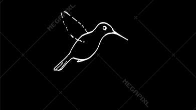 Hummingbird Flying Hovering and Flipping Over Drawing 2D Animation