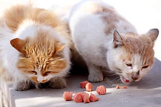 Two stray cats are devouring their meal.