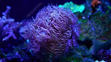LPS duncan coral grow on live rock, fluorescent animal move polyp head and tentacle in water flow, vulnerable pet for experienced