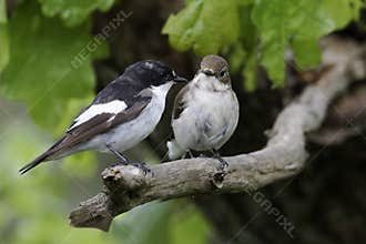 Pied flycatcher, Ficedula hypoleuca