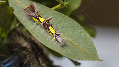Butterfly of the rainforest in Nicargaua