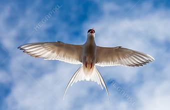 Artic Tern in Flight.