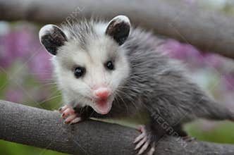 Baby Possum