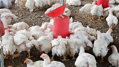 Clucking at the Feeder