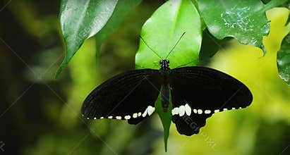 A black butterfly sits on a green leaf.