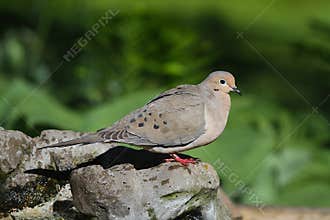 Mourning Dove Perched on Rock 2 - Zenaida macroura