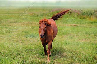 Horse in the Fog