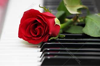 Red rose on piano, love and music