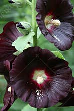 Black Hollyhocks with Pollen Powder